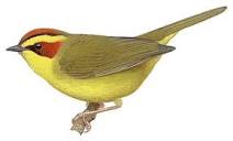 Golden-browed Warbler - Basileuterus belli - Birds of the World