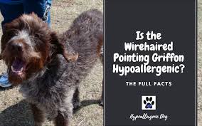 Wirehaired pointing griffon facts video timestamps: Is The Wirehaired Pointing Griffon Hypoallergenic The Full Facts Hypoallergenic Dog