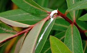 10 Tipps Rund Um Giftpflanzen Giftpflanzen Pflanzenblatter Pflanzen