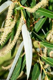 Image result for Salix babylonica