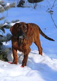 Image result for hannoverský barvář