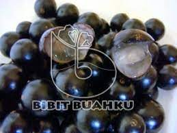 Check spelling or type a new query. Menanam Bibit Anggur Pohon Preco Yang Cepat Berbuah Khas Amerika Latin Bibit Buahku