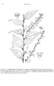 Image result for Pouzolzia