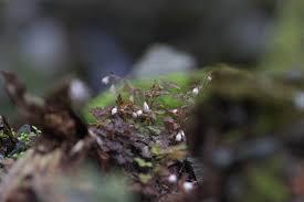 Image result for Isopyrum nipponicum