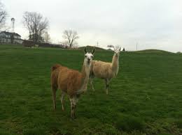 Aggressive Animals Wanting Food Review Of Tennessee Safari Park Alamo Tn Tripadvisor