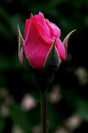 Hot Pink Rose Single Beauty Rose Buds Beautiful Roses Beautiful Flowers