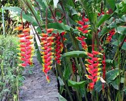 Tropical Rainforest Plants And Animals List Rainforest Plants Tropical Garden Plants Tropical Plants