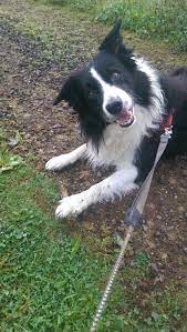 My Boy Mikai Border Collie Cat Paws Cute Cats