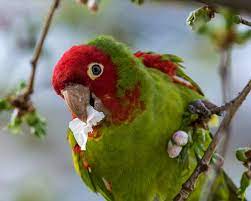 Maybe you would like to learn more about one of these? What Foods Can I Feed My Parrot Animed Direct