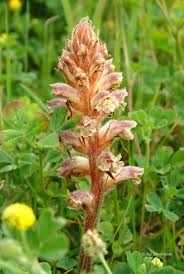 Image result for Orobanche minor