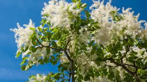 Maybe you would like to learn more about one of these? 10 Eye Catching Trees You Can Spot On Lockdown Walks Around London Picked By An Expert