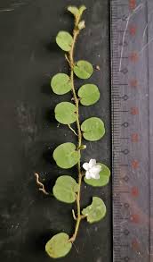 Image result for Evolvulus nummularius