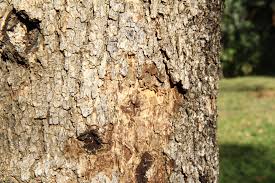 Image result for Ozoroa paniculosa