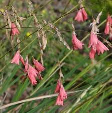 Image result for Dierama formosum