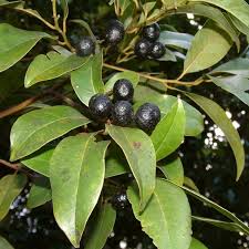 Image result for Cryptocarya