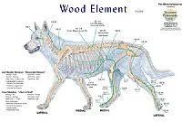 Canine 5 Element Meridian Chart Set Of 4 Dog Lake Forest Anatomicals Vet Models Lake Forest Anatomicals Vet Models