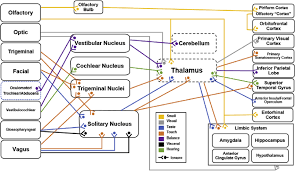 Thoracic nerve roots emerge from the intervertebral foramina into the paravertebral space. Anatomical Map Of Connections From The Cranial Nerve Far Left To The Download Scientific Diagram
