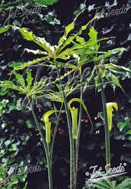 Image result for Arisaema mildbraedii
