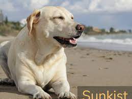 Chocolate lab dog names for your male or female labrador retriever dogs, names for labs of chocolate color, chocolate labrador dog names for new puppies, page 1. 120 Brown Female Dog Names For Gold Red And Chocolate Coats Pethelpful