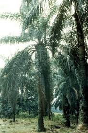 Image result for Elaeis guineensis
