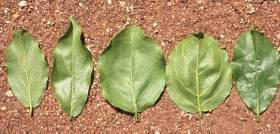 Image result for Combretum sp. A