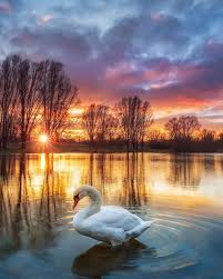 Swan Enjoying The Sunset In Kassel Germany Sunrise Pictures Beautiful Landscapes Beautiful Nature