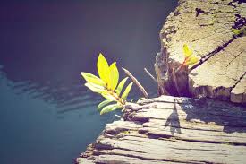 Wallpaper Id 259503 Green Leafy Plant Growing Near Rock By Water In Spring Leaf Plant Rock Water 4k Wallpaper