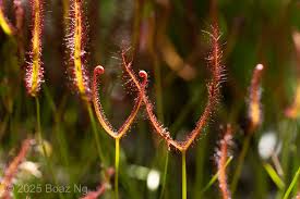 Image result for Utricularia simulans