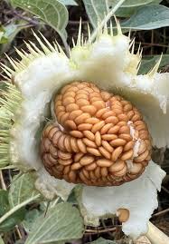 Image result for Datura inoxia