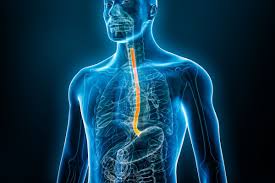 Image result for esophagus