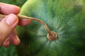 The most common method is to thump the watermelon lightly; How To Tell If A Watermelon Is Ripe