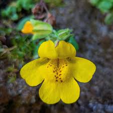 Image result for Monopsis zeyheri