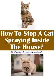 Once the fizzing dies down, scoop off the baking soda as much as possible with for hard floors, it may be better to put this mixture in a spray bottle and spray the area and wipe it. 13 Magnificent Will My Female Cat Stop Spraying If She Is Spayed