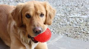 Golden retriever lovers, all dog breeds and pets welcome. Best Dog Toys For Golden Retrievers Ratings Reviews January 2021