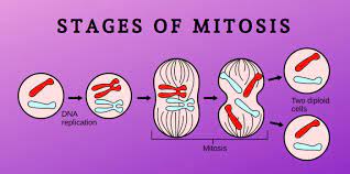 What are the 5 stages of cell division. The Stages Of Mitosis Science Trends