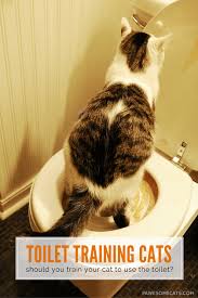 Should You Train Your Cat To Use The Toilet Pawesome Cats Cat Training Cat Toilet Training Cat Care