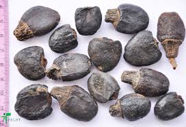 Image result for Anacardium