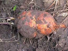 Image result for Merremia tuberosa