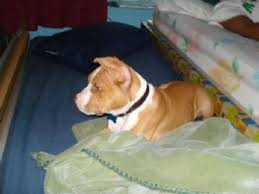 When you decide to buy a puppy from us it will come with our. Puppies In New York