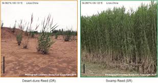 Image result for Alloeochaete oreogena