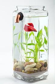 Robot Check Betta Fish Betta Aquarium Cleaning Glass