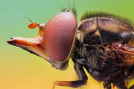 pin on amazing insects