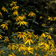 Image result for Rudbeckia laciniata