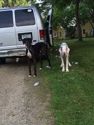 Ria mengenakan busana seri ria miranda intertwine, dimana pada gaya berikut ini, sang desainer mengenakan atasan pattern dengan paduan hijab berwarna senada dan rok lipit yang kasual. Five Best Great Dane Photos Of The Week Explore