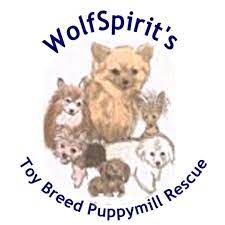 Avoid all of the obstacles as you collect your buddies and then fly back to base. Pets For Adoption At Wolfspirit S Toy Breed Puppymill Rescue In Akron Oh Petfinder