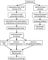 e the experimental protocol flow chart showing the