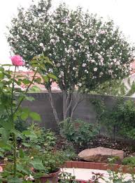 I live in the chicago area, which is zone 5 on the u.s.d.a. 8 Flowering Trees For March Planting Signals Az
