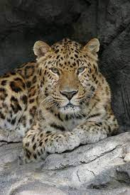 Amur Leopard At The Central Florida Zoo And Botanical Gardens Florida Zoo Amur Leopard Animals