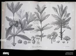 Image result for Ochthocharis dicellandroides