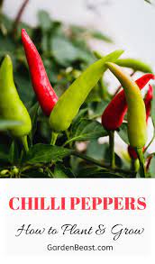 Grow Your Own Chillies Easy Simple Tips Pepper Plant Care Growing Vegetables In Pots How To Grow Chilli